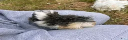 Guinea Pig rodents for sale: Trio of Peruvian femaleguineapigs.Must go together - Advert 9
