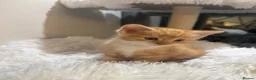 Mixed Breed cats for sale: Beautiful kittens looking for forever homes - Advert 21