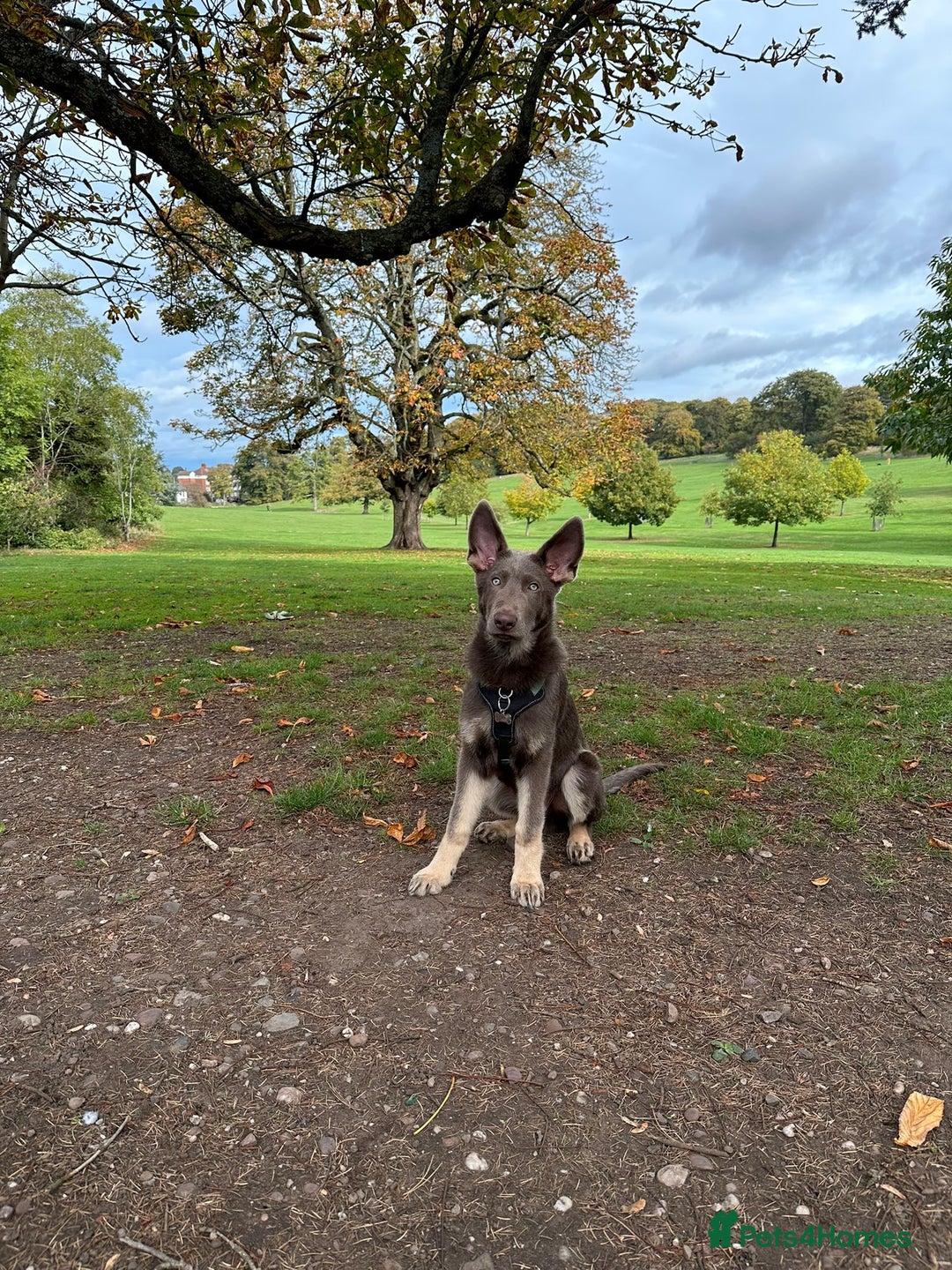 German Shepherd dogs for stud: PROVEN KC REG STRAIGHT BACK BLUE BICOLOUR in Redditch - Image 26