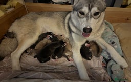 Utonagan dogs for sale: Siberian husky x malamute puppies - Image 3