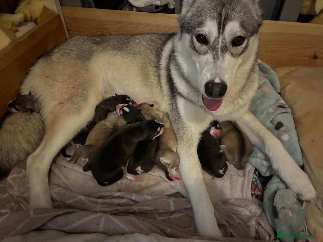 Utonagan dogs for sale: Siberian husky x malamute puppies - Image 3