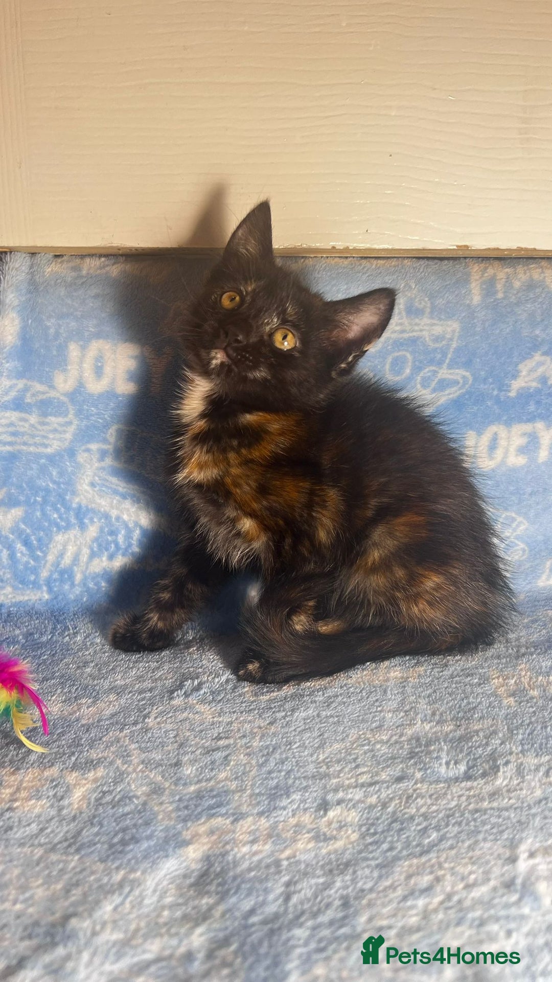 Mixed Breed cats for sale: 3 Lovely Kittens - Image 16