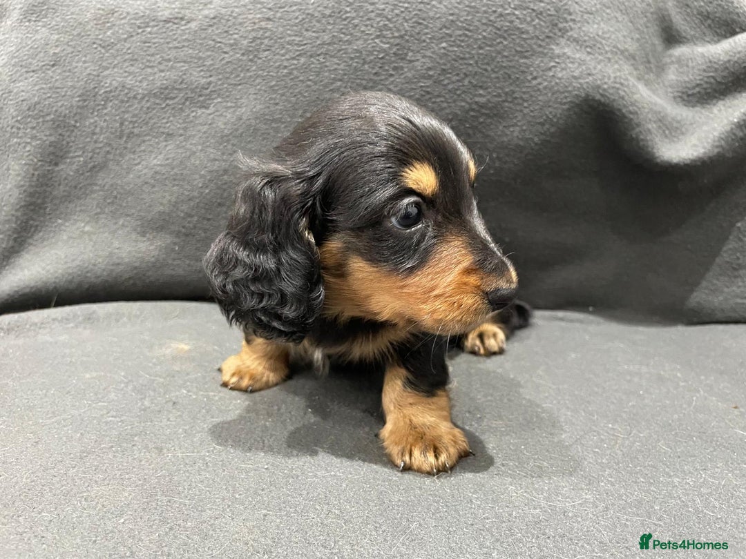 Miniature Dachshund dogs for sale: Quality KC Registered Mini Long-Haired Dachshunds  - Advert 9