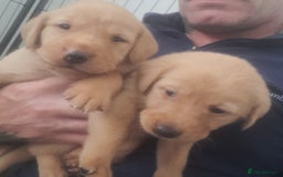 Labrador Retriever dogs for sale: Red fox labrador puppy's  - Image 20