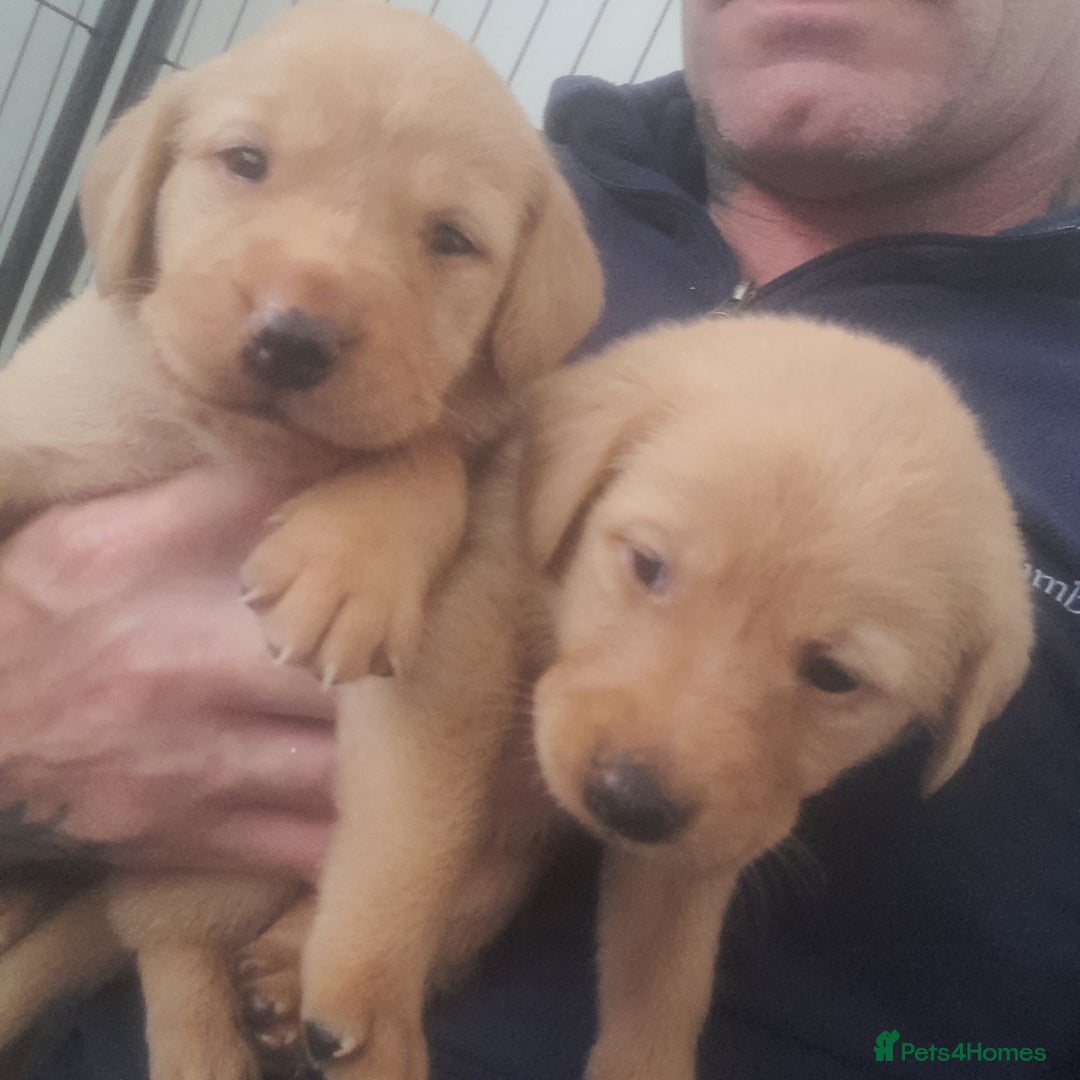 Labrador Retriever dogs for sale: Red fox labrador puppy's  - Image 20