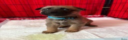 Mixed Breed dogs for sale: Belgian malinois x German Shepherd puppies  - Advert 14