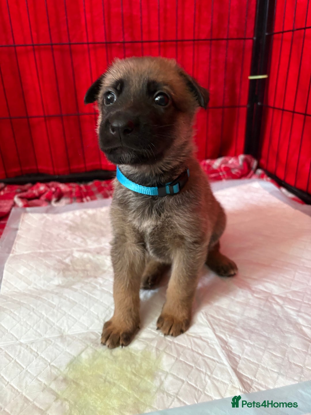 Mixed Breed dogs for sale: Belgian malinois x German Shepherd puppies  - Advert 14