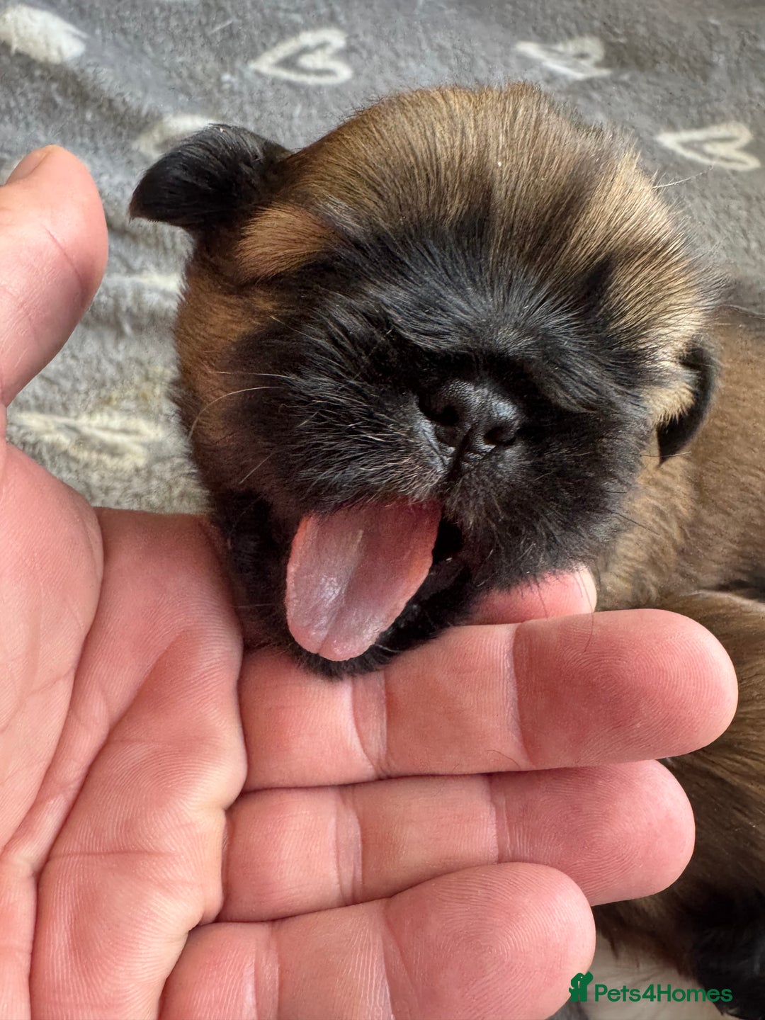 Shih Tzu dogs for sale: Beautiful Shih Tzu Pups - Image 8