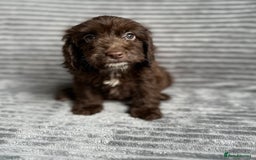 Cockapoo dogs for sale: Beautiful cockapoos looking for forever homes - Image 1