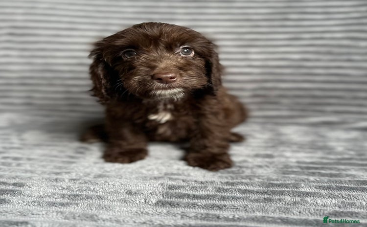 Cockapoo dogs - Advert 7