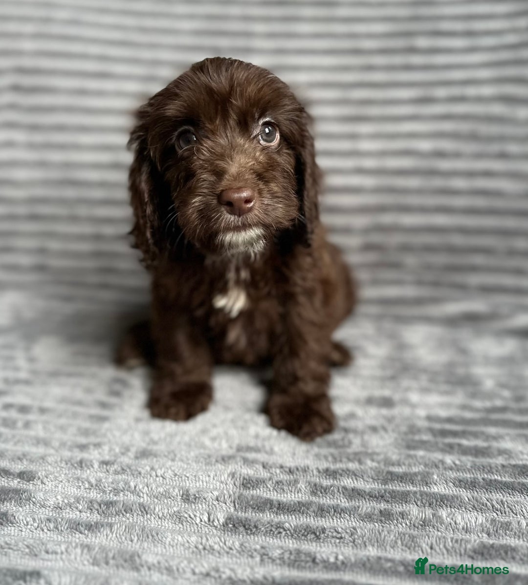 Cockapoo dogs for sale: Beautiful cockapoos looking for forever homes - Image 1