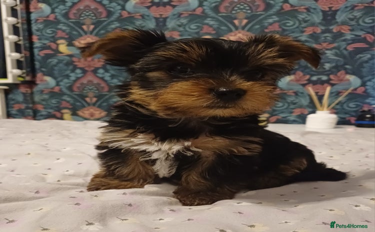 Yorkshire Terrier dogs Last two boys🩵🩵 - Advert 12