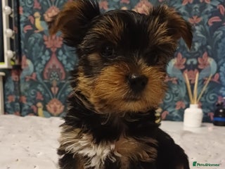 Yorkshire Terrier dogs Last two boys🩵🩵 - Advert 9