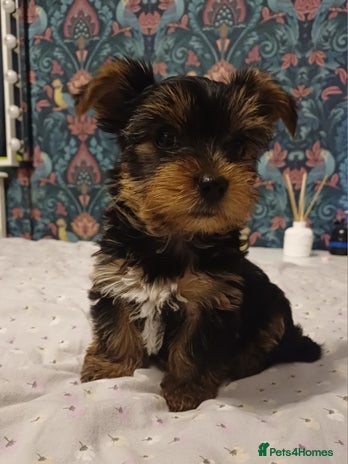 Yorkshire Terrier dogs Last two boys🩵🩵 - Advert 2