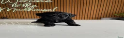 Cockapoo dogs for sale: Thick Coated Tiny Toy Cockapoo Puppies READY SOON! - Advert 9