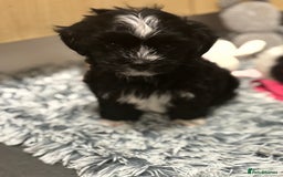 Mixed Breed dogs for sale: READY NOW,super cute maltese/chinese crested pups - Image 7