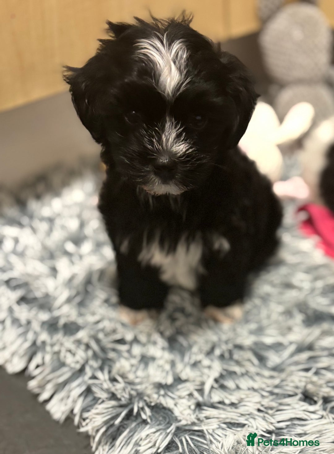 Mixed Breed dogs for sale: READY NOW,super cute maltese/chinese crested pups - Image 7