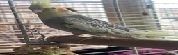 Cockatiels birds for sale: Cockatiels  in Kingswinford - Advert 3