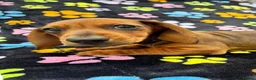 Dachshund dogs for sale: Dachshund Puppies ready for their forever homes - Advert 30