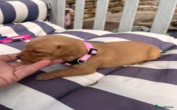 Labrador Retriever dogs for sale: Ready now!! Amazing red fox Labrador puppies  - Image 7