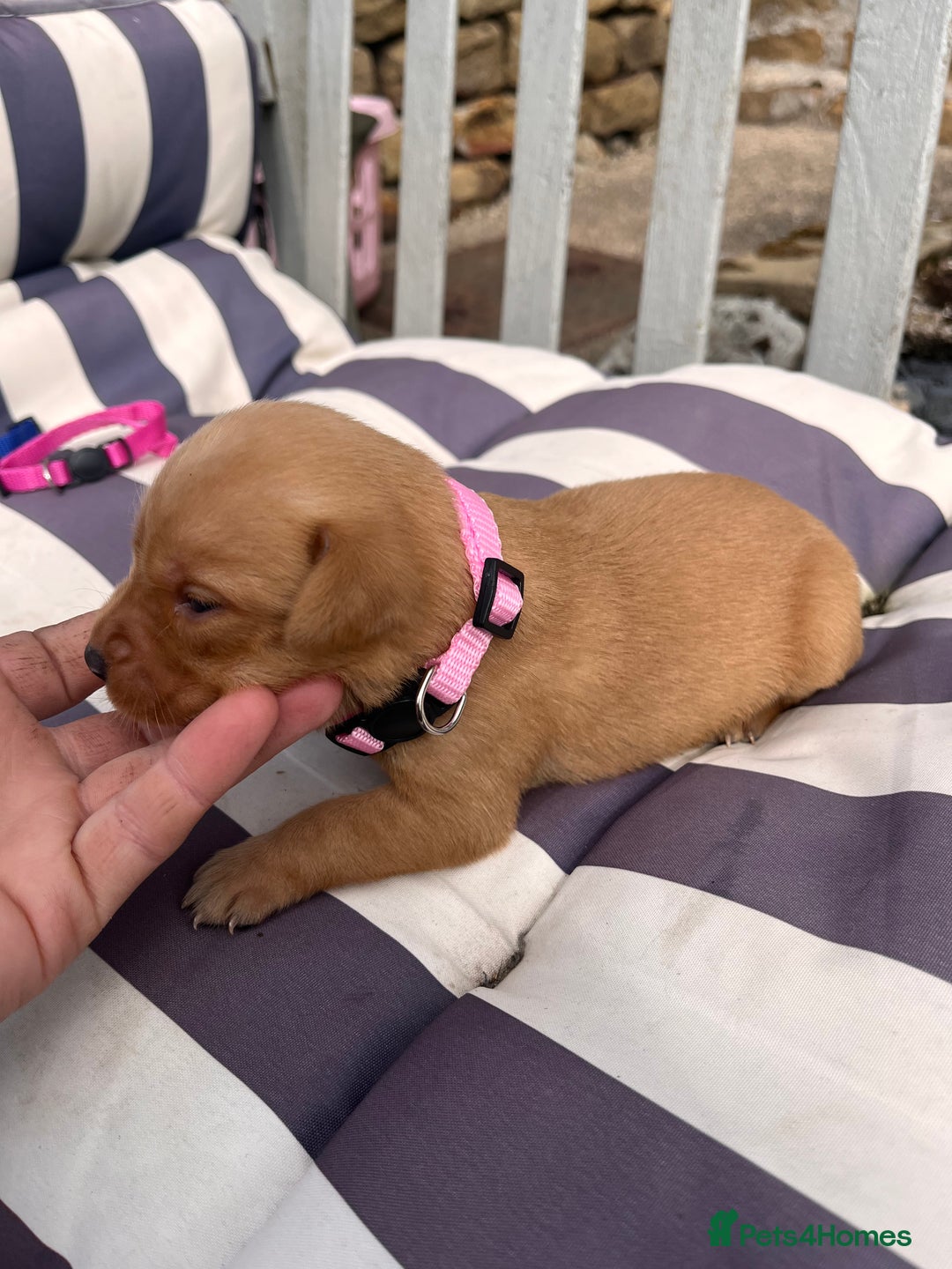 Labrador Retriever dogs for sale: Ready now!! Amazing red fox Labrador puppies  - Image 7