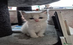 Ragdoll cats for sale: 💥Ready now 💥😻 Ragdoll mix 😻💥 - Image 20