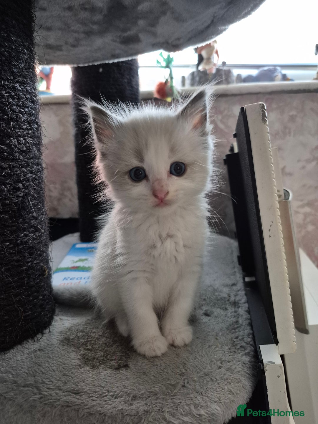 Ragdoll cats for sale: 💥Ready now 💥😻 Ragdoll mix 😻💥 - Image 20