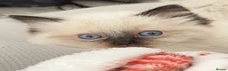 Ragdoll cats for sale: Ragdoll kittens  - Advert 4