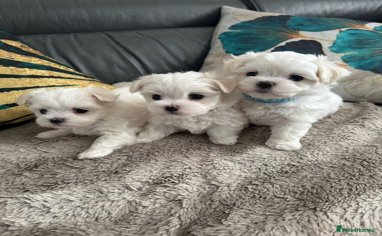 Maltese dogs - Advert 2