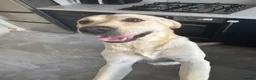 Labrador Retriever dogs for sale: Otis  - Advert 2