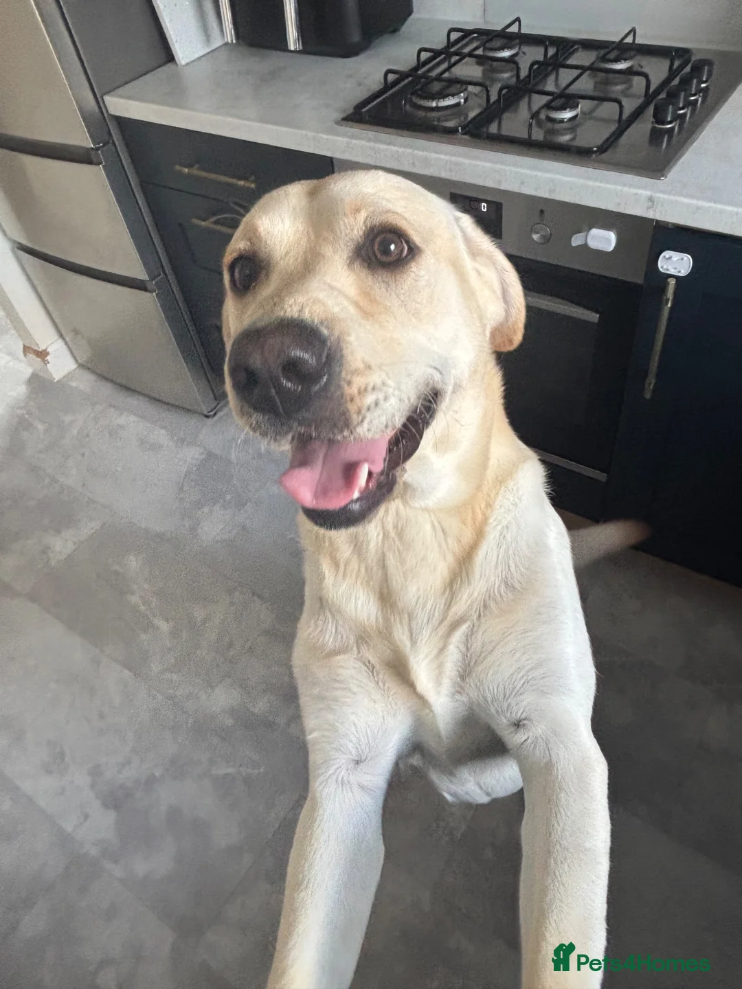 Labrador Retriever dogs for sale: Otis  - Advert 2