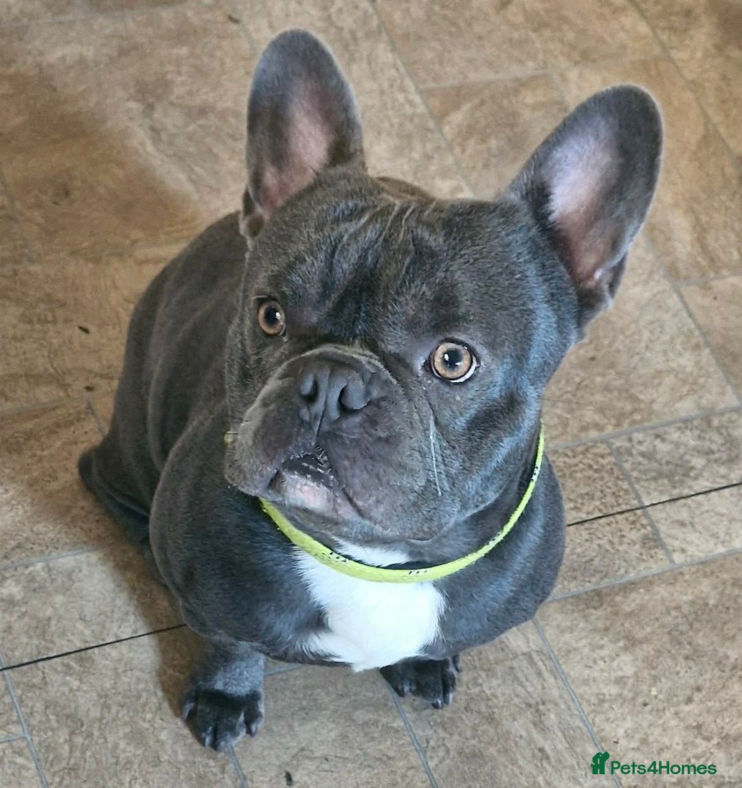 French Bulldog dogs for sale: French bulldog  - Advert 2