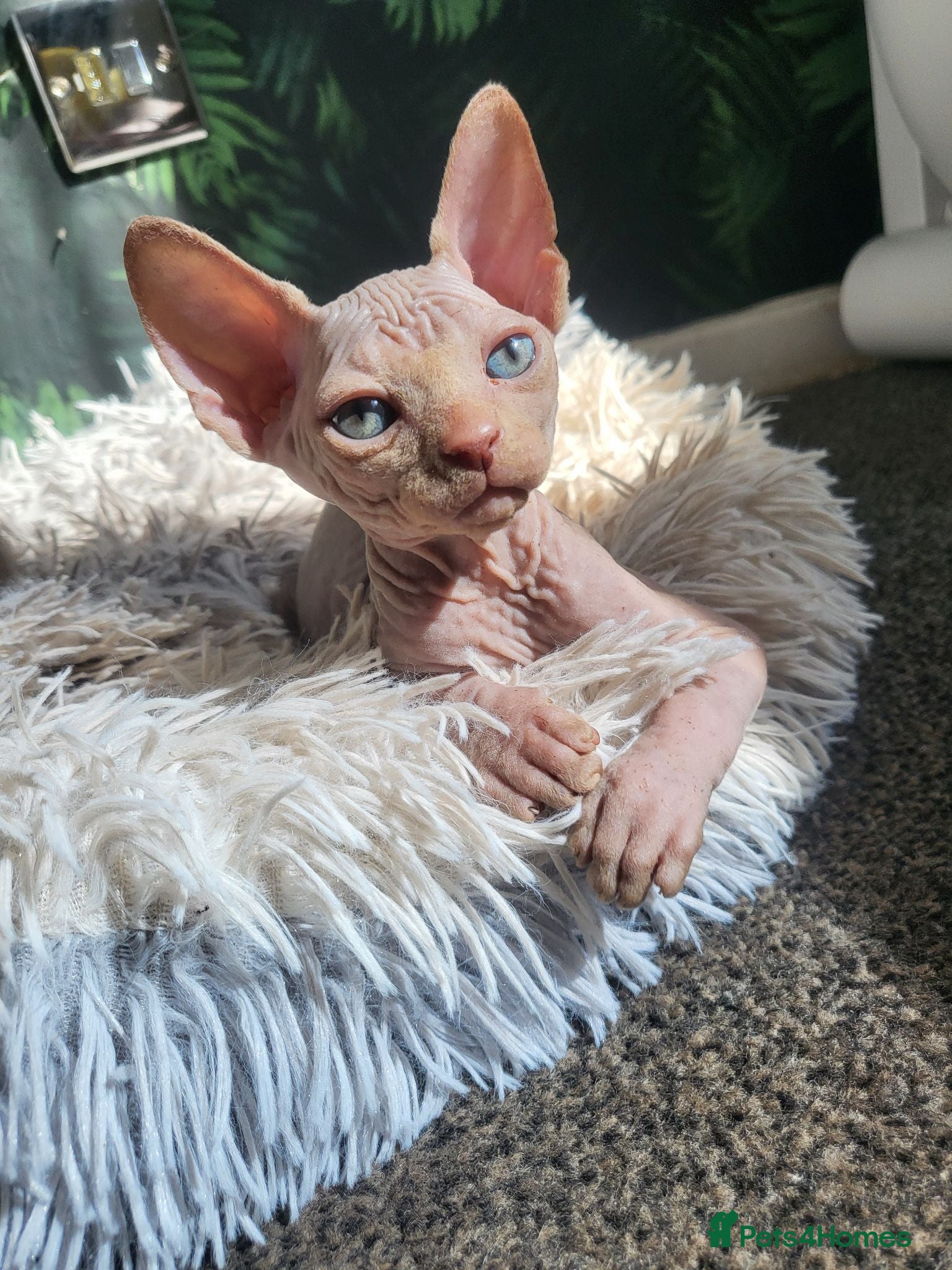 Sphynx cats Little sweet sphynx boys ready for new home 🐾 - Advert 10