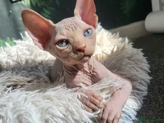 Sphynx cats Little sweet sphynx boys ready for new home 🐾 - Advert 10