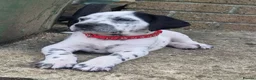 Mixed Breed dogs for sale: READY NOW 2 boys Sprollie x Dalmatian pups - Advert 11