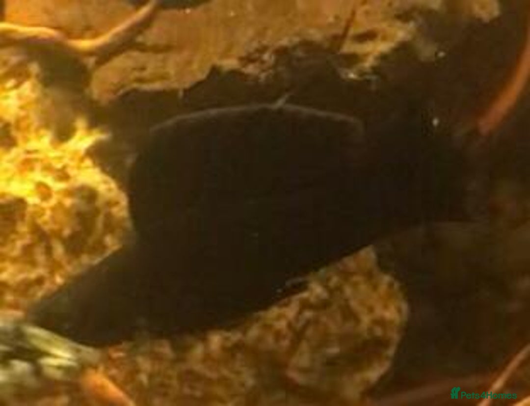 Other/Mixed Breed fish for sale: All fish sold individually for 10£ (info below) - Image 30
