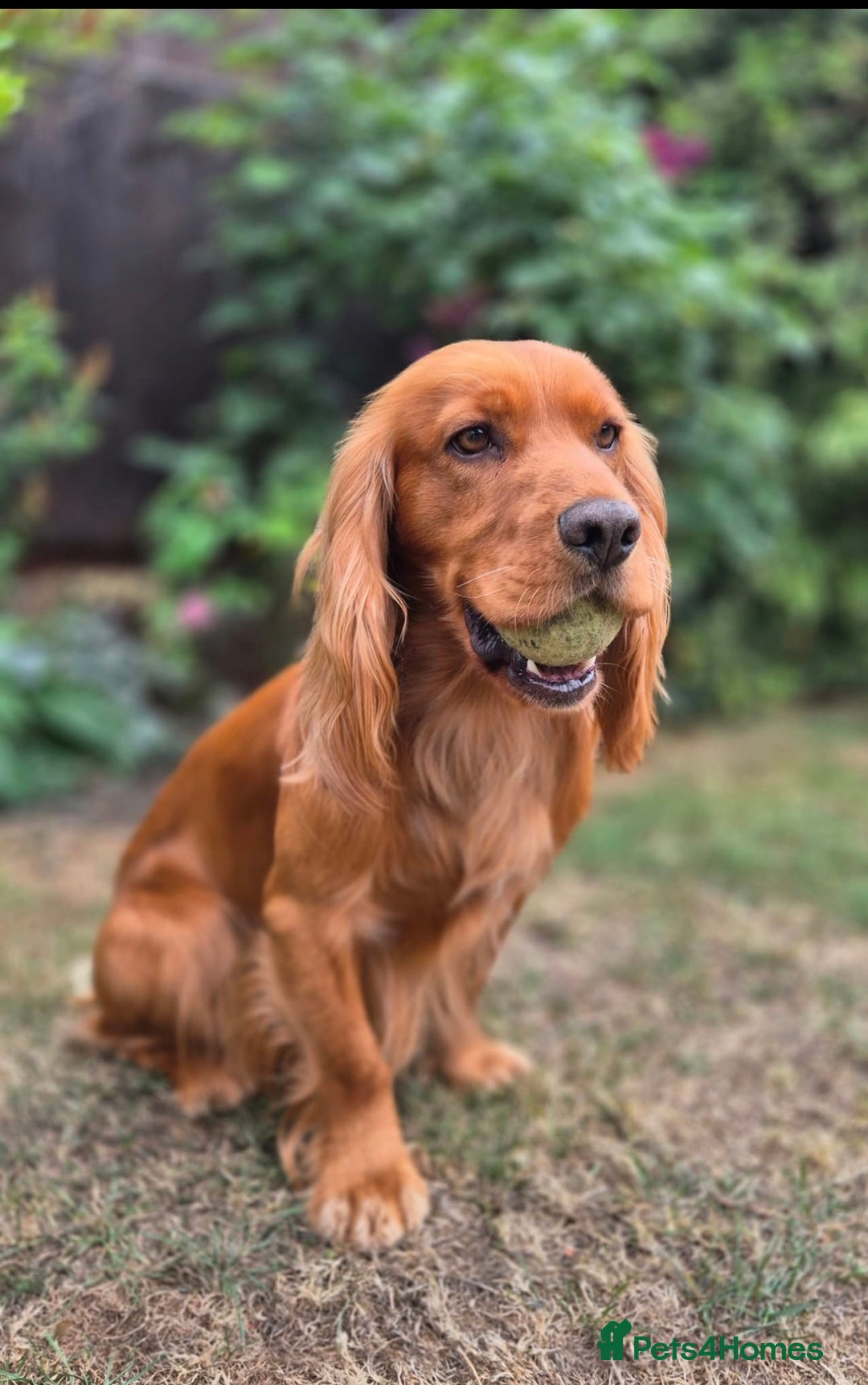 Cocker Spaniel dogs for sale: 3 cocker spaniel boys available call  **  - Advert 8