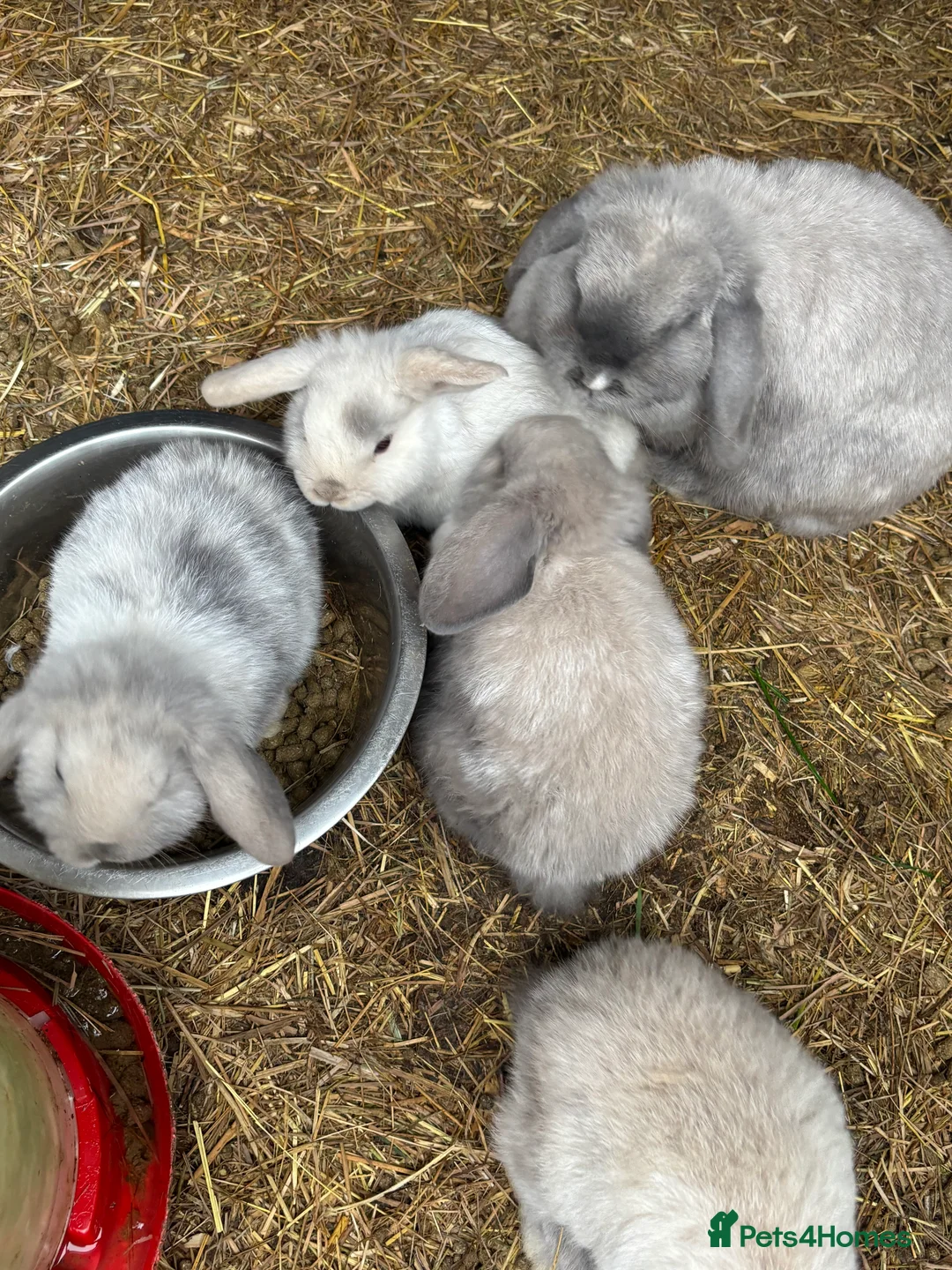Mini Lop rabbits for sale: beautiful purebred white male mini lops  - Advert 9