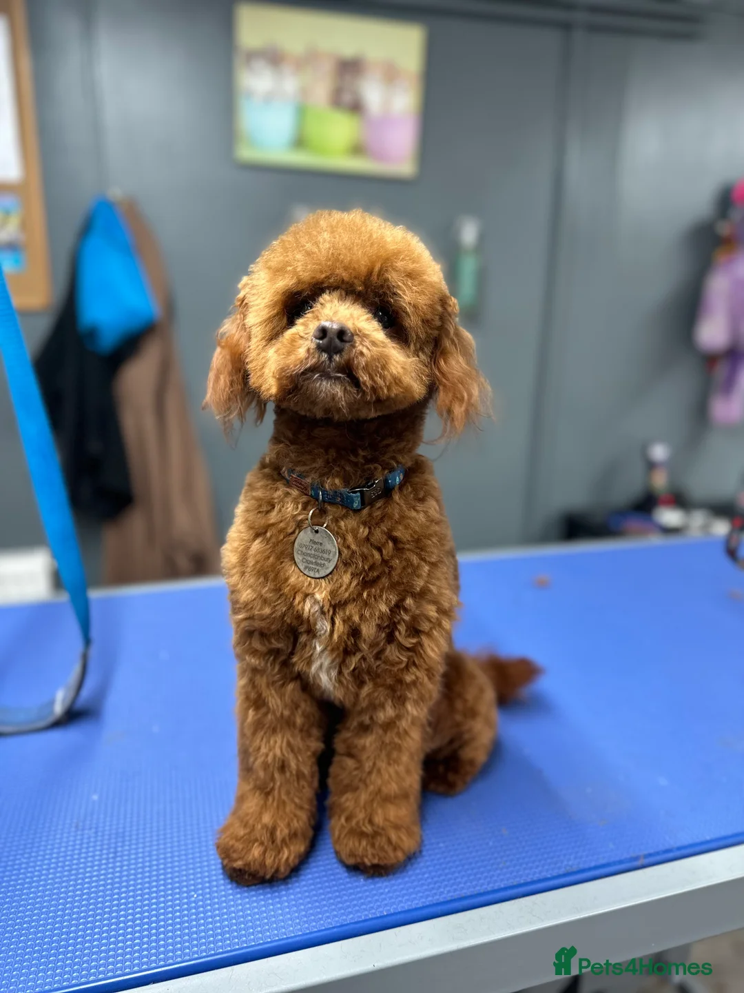 Miniature Poodle dogs for stud: Miniature poodle Kc reg pra clear tiny boy  in Ipswich - Advert 3