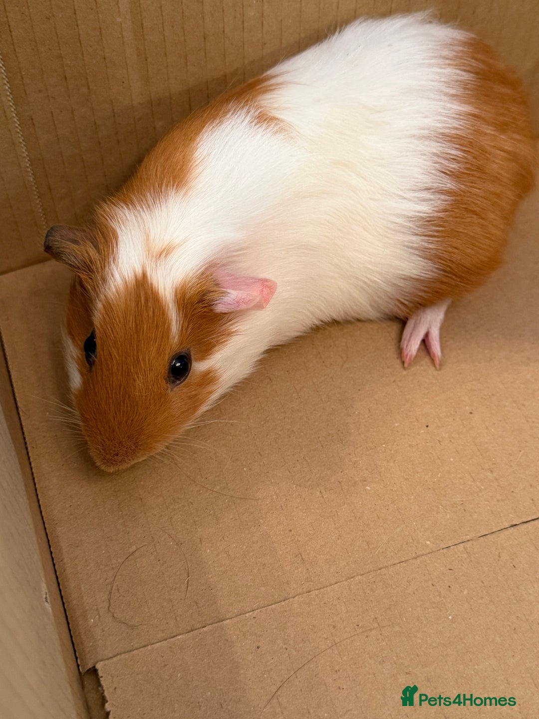 Guinea Pig rodents for sale: Gorgeous guinea pigs for sale - Advert 2