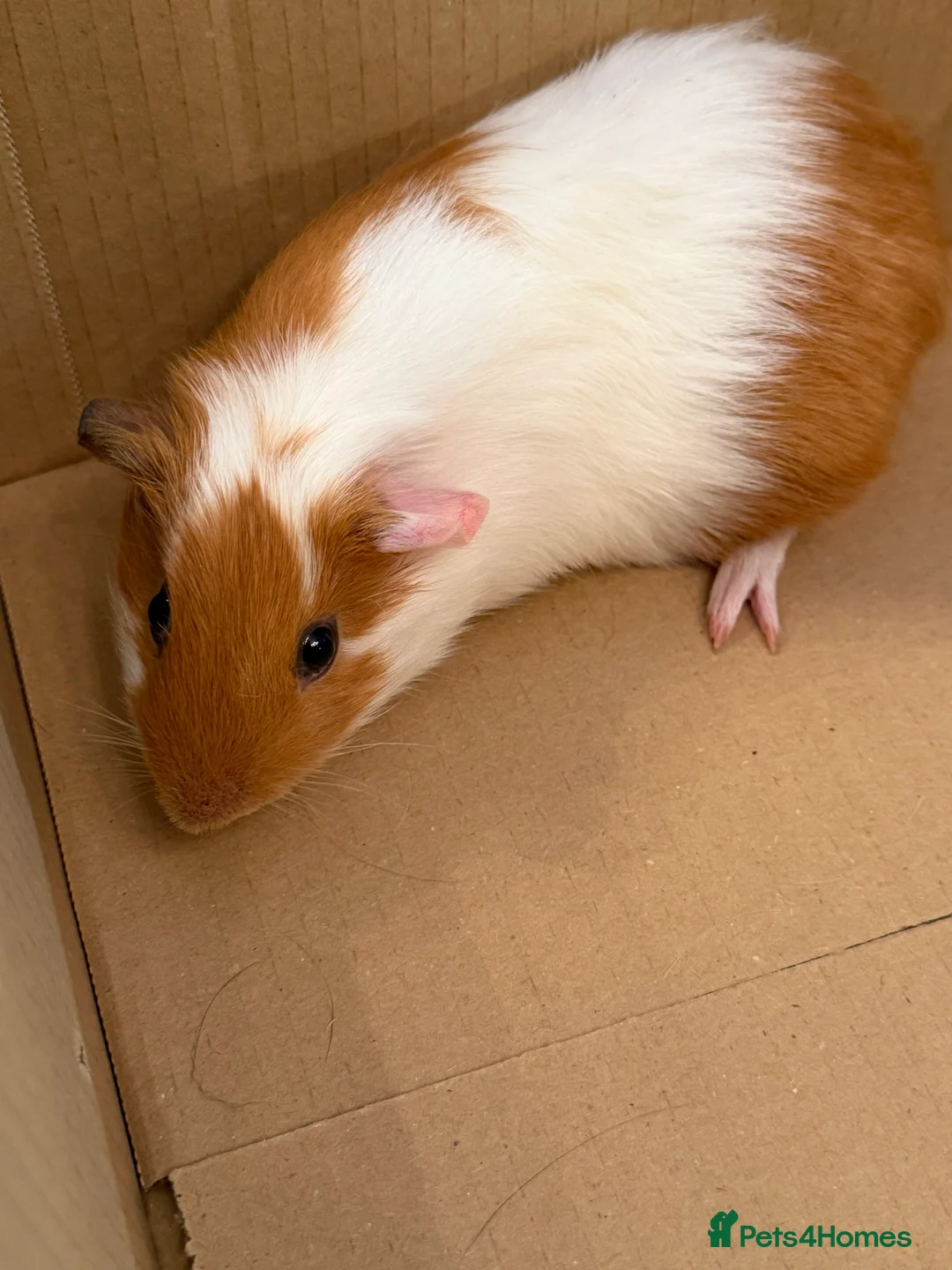 Guinea Pig rodents for sale: Gorgeous guinea pigs for sale - Advert 2