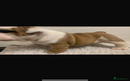 English Bulldog dogs for sale: Champion Rosebull Ralph Mystyle puppies - Image 15
