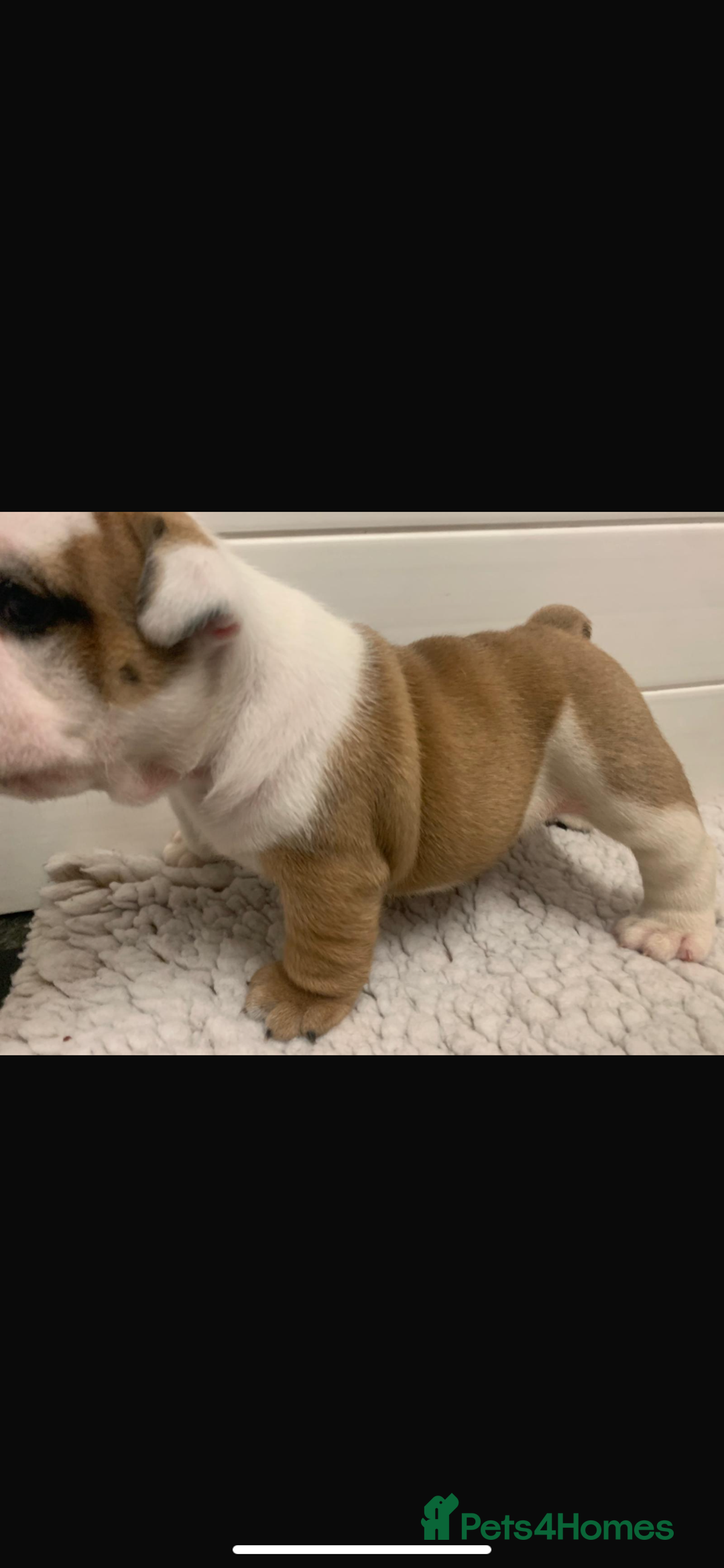 English Bulldog dogs for sale: Champion Rosebull Ralph Mystyle puppies - Image 15