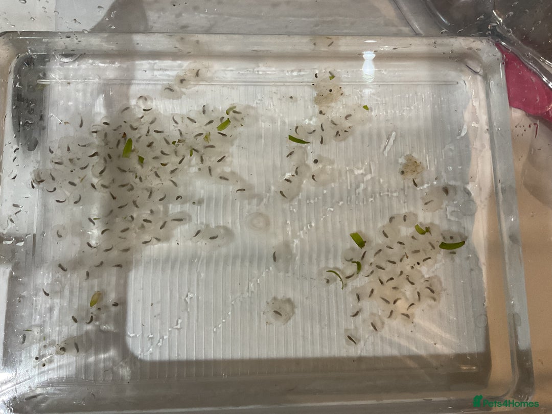 Axolotl reptiles for sale: Axolotl eggs - Advert 2