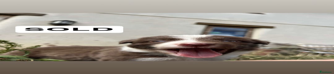 Border Collie Puppy 2