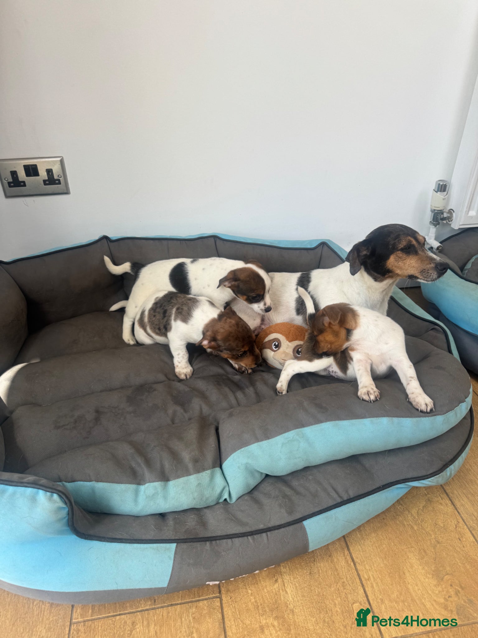 Jack Russell dogs Outstanding litter of pure bred Jack Russells - Advert 6