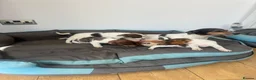 Jack Russell dogs for sale: Outstanding litter of pure bred Jack Russells - Advert 1