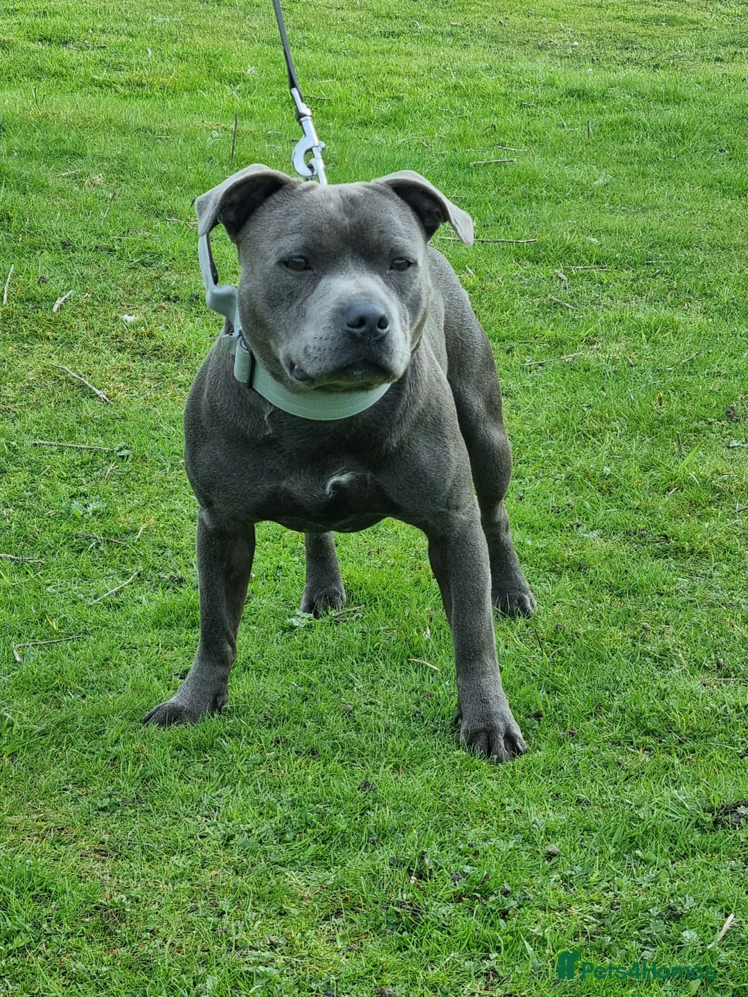 Staffordshire Bull Terrier dogs for stud: stunning blue stud in Barnsley - Advert 6