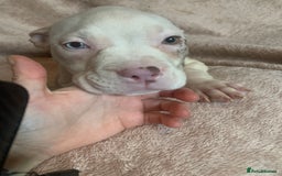American Bully dogs for sale: perfect puppys - Image 8