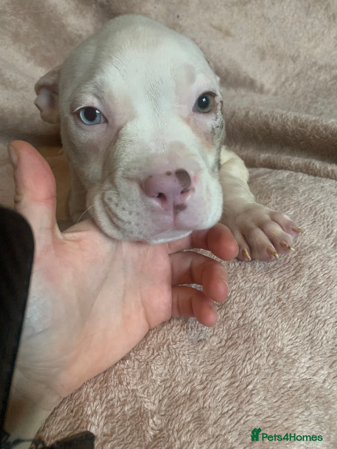 American Bully dogs for sale: perfect puppys - Image 8